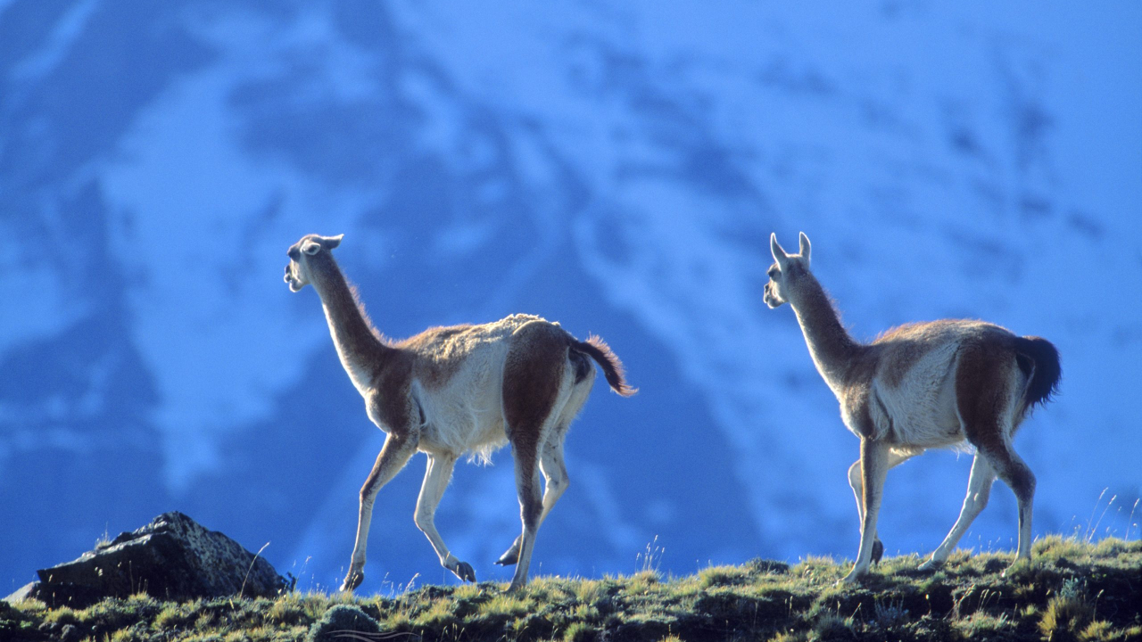 0000086_guanaco